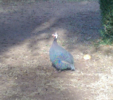 Sahuaro Ranch Park - Glendale, AZ