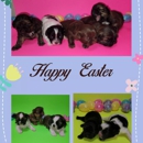 Grobler Shih Tzu Puppies - Pet Stores