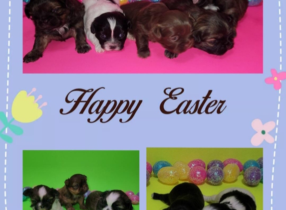 Grobler Shih Tzu Puppies - Mullin, TX