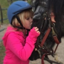 Morning Star Farm Riding Academy & Therapeutic Riding Center - Horse Stables