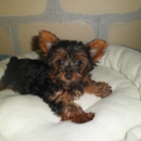 Puppypaws Kennel - Kennels