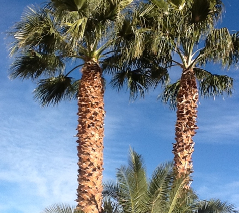 Pedros Tree Trimming - Las Vegas, NV