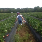 Cottle Strawberry Farm