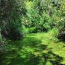 Okefenokee Swamp Park - Parks