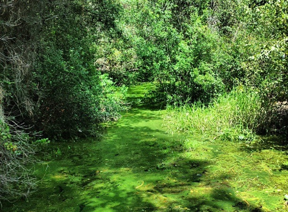 Okefenokee Swamp Park - Waycross, GA