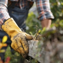 Limb Walkers Tree Service - Tree Service