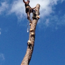 Action Tree Service - Arborists