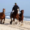 Stable Environment Equine Rehabilitation gallery
