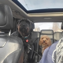 Pawsitive Pet Services