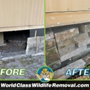 World Class Wildlife Removal & Rodent Remediation - Pest Control Services