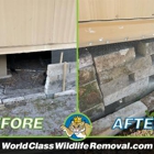 World Class Wildlife Removal & Rodent Remediation
