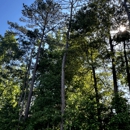 Tree and Green Services