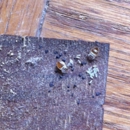 Organic Pest Control - Pest Control Services