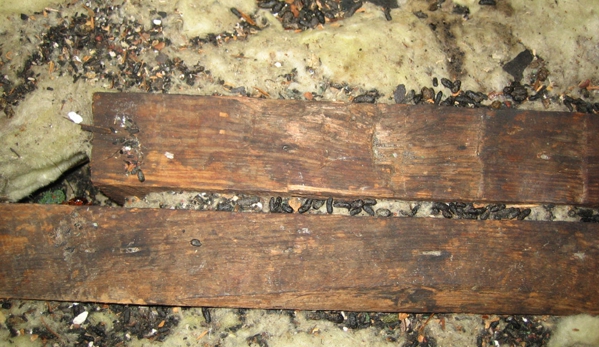 Budget Brothers Termite & Pest Elimination - Phoenix, AZ