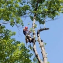 Flores Tree Service - Arborists