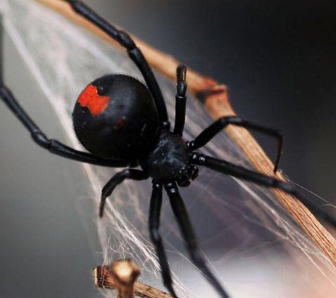 Natural Pest Control Queenslan - Bracken Ridge, QLD. Spiders And Residential Pest Control