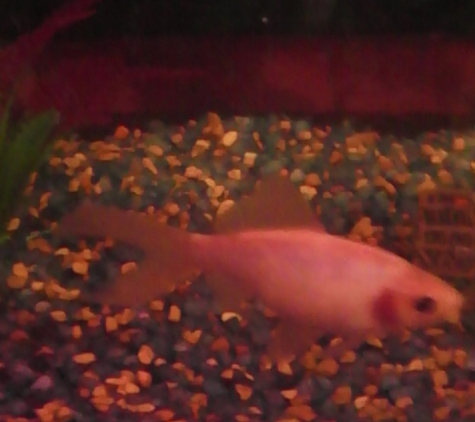 PetSmart - Fort Wayne, IN. Here is Spice, a fish I bought from there and is about a year old.