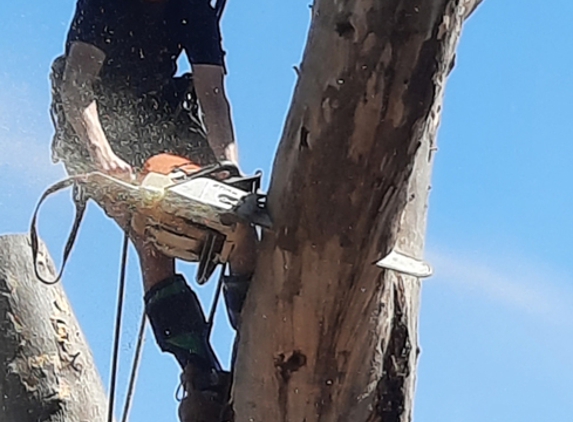 Cape Tree Service Albany, Little Grove and Bayonet Head - Albany, WA