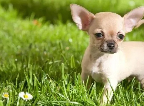 PetFocus Vetcare - Lavington, NSW
