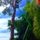 Experienced Tree Service