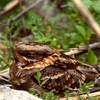 Jeff Landis Wildlife Control gallery