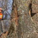 A & D Tree Cutters Unlimited LLC - Arborists