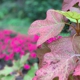 Edith J. Carrier Arboretum