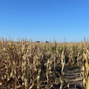 South Texas Maize - Ranches