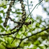 Green Island Tree Services gallery