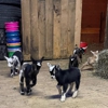 Annabessacook Veterinary Clinic gallery