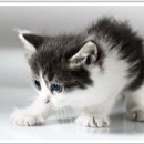 Bihari Kennels - Dog & Cat Furnishings & Supplies