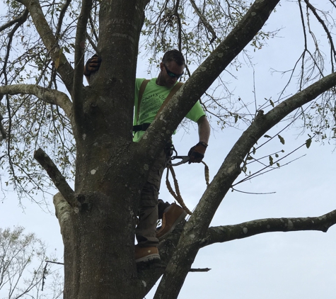 Cash’s Cuts Tree Service LLC - Tampa, FL