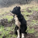 Akin's Aussies - Pet Breeders