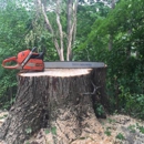 Snapping Turtle Tree Works LLC - Arborists
