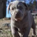 Solomon Valley Silver Labs - Pet Breeders