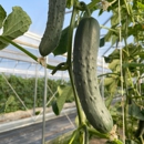 St. Joseph Homestead - Farming Service