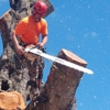 Climb High Tree Care gallery