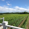 Brys Estate Vineyard & Winery gallery