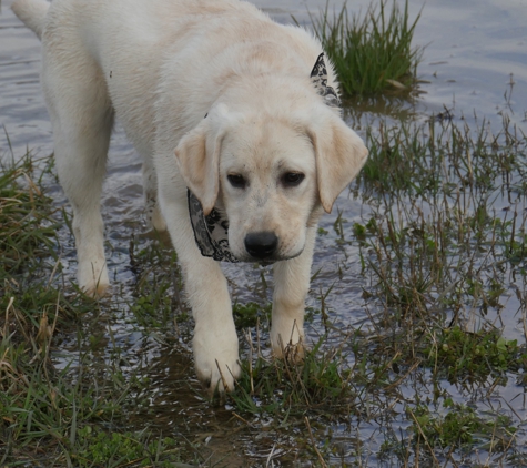 Mother Pupper Labradors - Grandville, MI