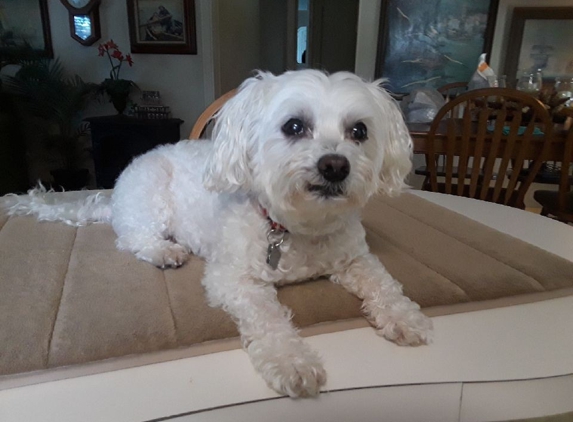 Eve's Family Restaurant - Oldsmar, FL. My dog Buddy