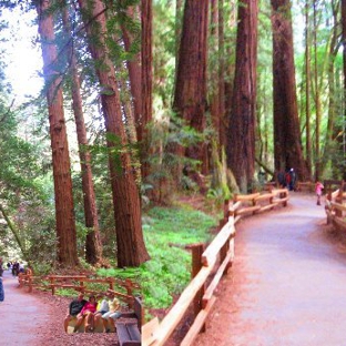 Muir Woods Park Tours - San Francisco, CA