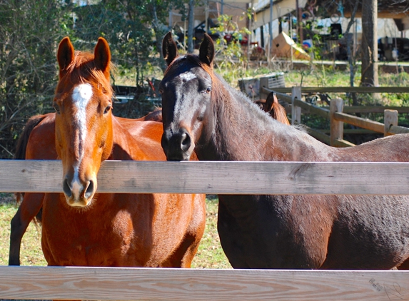 Tempe Creek Ranch - Livingston, TX