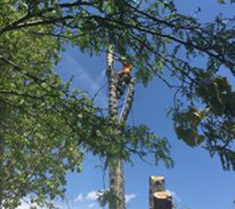 The Tree Man Tree Care LLC - Loveland, CO