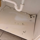 Microscope Mold and Water Damage Restoration