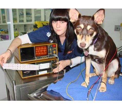 Kirrawee Veterinary Hospital - Kirrawee, NSW
