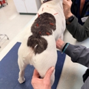 VCA Findlay Animal Hospital - Veterinarians