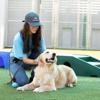 Pet Paradise gallery
