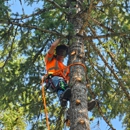 CDA Tree and Utility