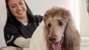 Petco - Pet Services