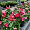 Tractor Supply Co gallery